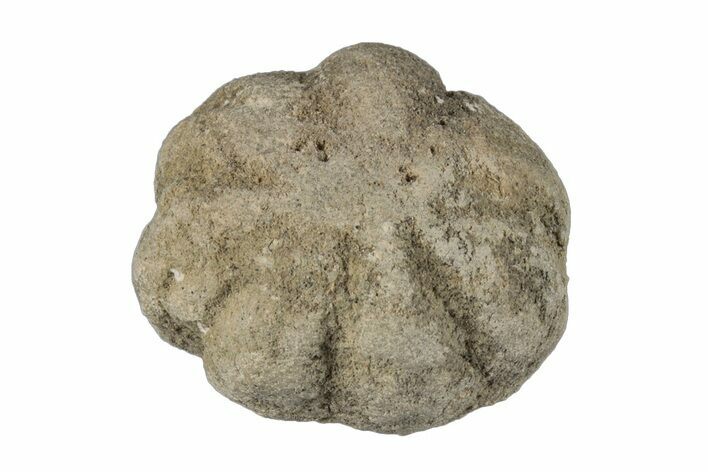 Silurain Fossil Sponge (Astraeospongia) - Tennessee #203728